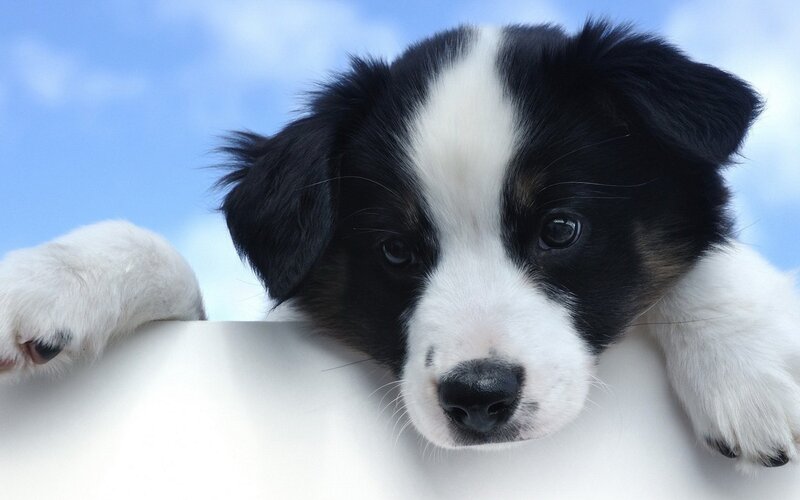 Black and White Puppy — Calm, Photograph, Paws, Blue Sky