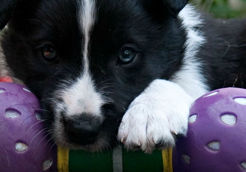 Black and White Puppy — Calm, Photograph, Purple Ball