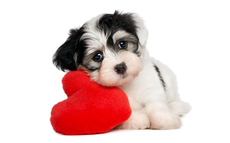 Black and White Puppy — Calm, Photograph, Red Heart