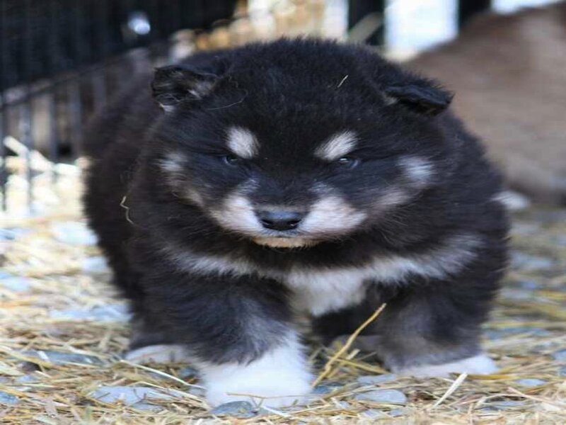 Black and White Puppy — Calm, Photograph, Straw