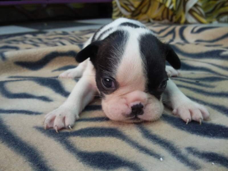 Black and White Puppy — Calm, Photograph