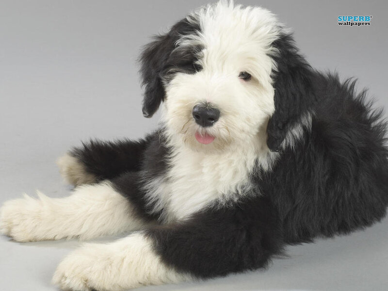 Black and White Puppy — Calm, Photograph, Tongue