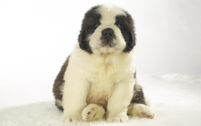 Black and White Puppy — Calm, Photograph, White Surface