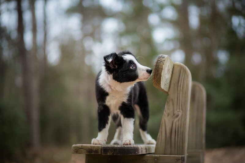 Black and White Puppy — Calm, Photograph, Wooden Bench
