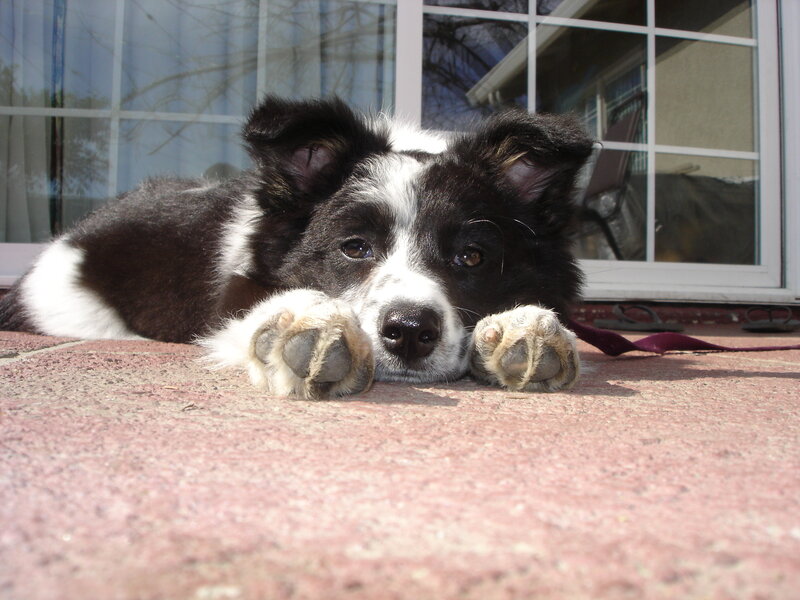 Black and White Puppy — Calm