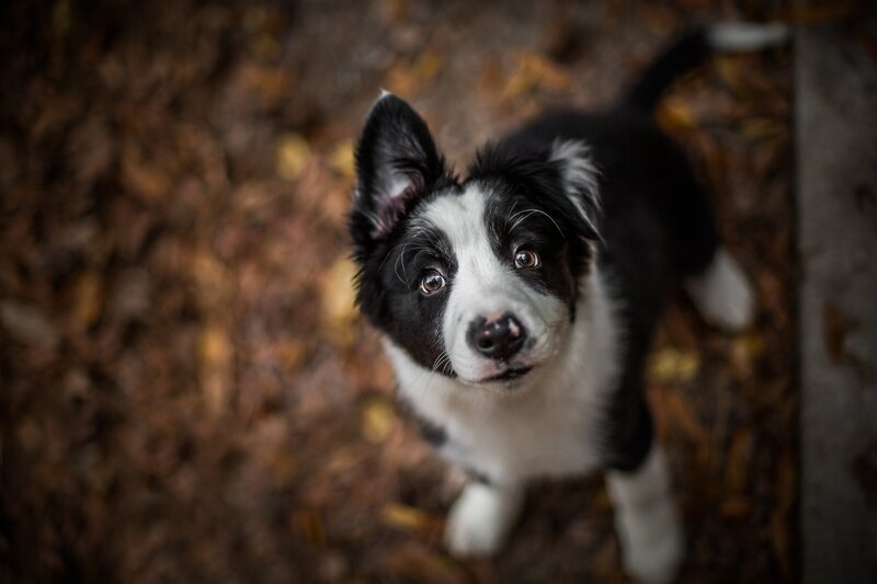 Black and White Puppy — Curious, Autumn