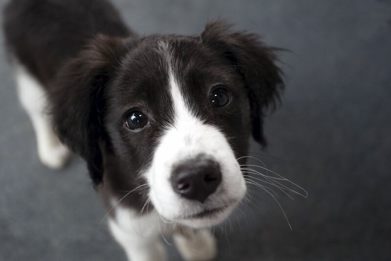 Black and White Puppy — Curious, Photograph, Dog