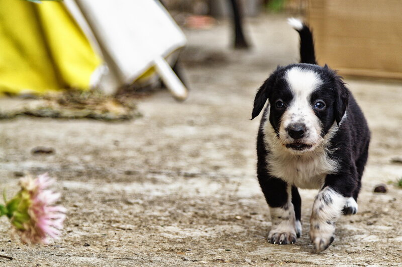 Black and White Puppy — Curious, Photograph