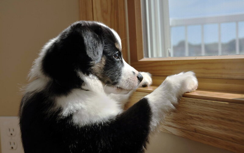 Black and White Puppy — Curious