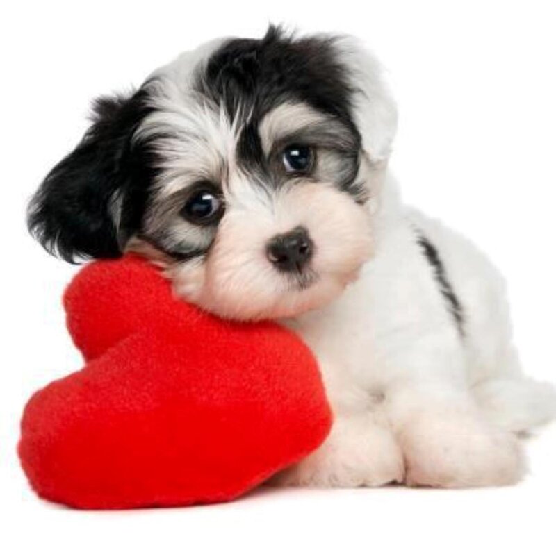 Black and White Puppy — Cute, Photograph