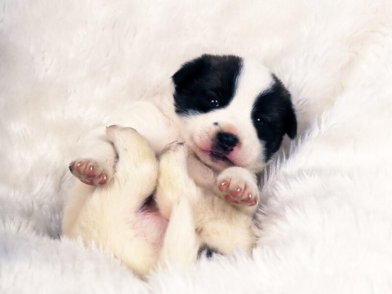 Black and White Puppy — Cute