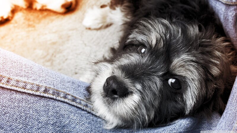 Black and White Puppy — Gray, Calm, Photograph