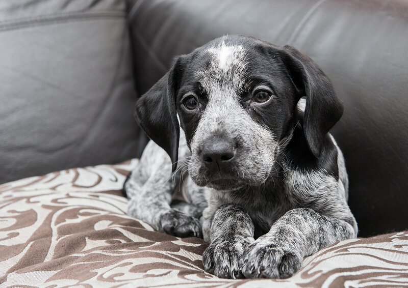 Black and White Puppy — Gray, Calm