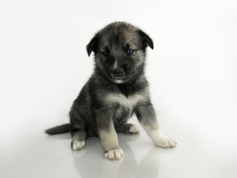 Black and White Puppy — Gray, Neutral