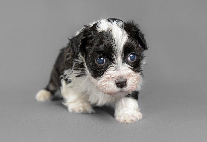 Black and White Puppy — Gray