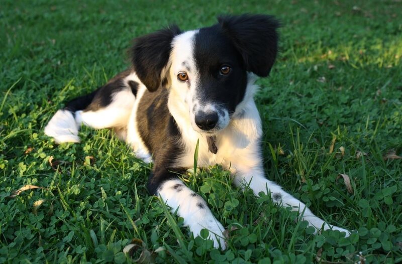 Black and White Puppy — Green, Calm, Afternoon, Photograph, Grass, Clover