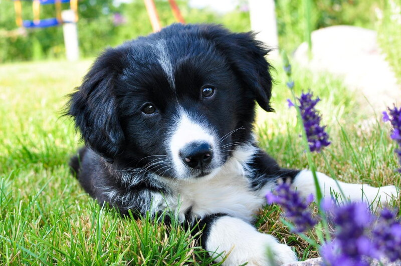Black and White Puppy — Green, Calm, Afternoon, Photograph, Grass, Lavender