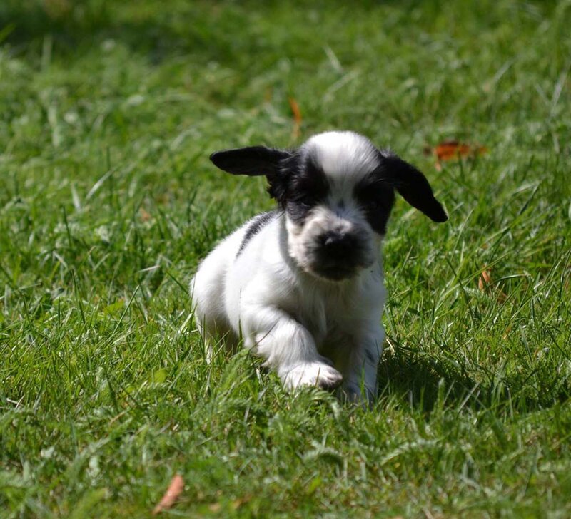 Black and White Puppy — Green, Calm, Afternoon, Photograph