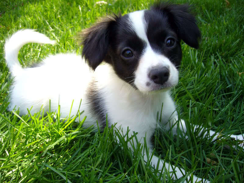 Black and White Puppy — Green, Calm, Afternoon