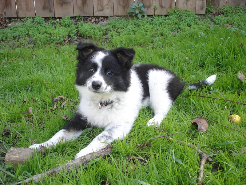 Black and White Puppy — Green, Calm