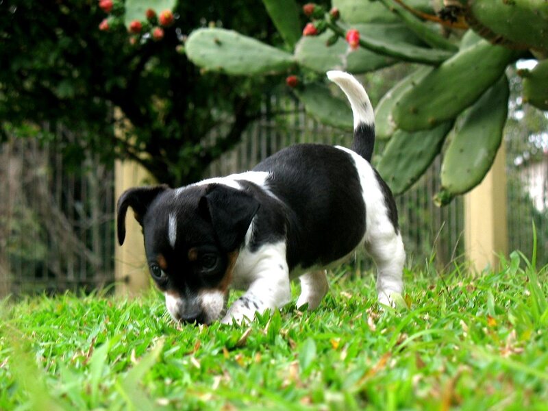 Black and White Puppy — Green, Curious, Afternoon