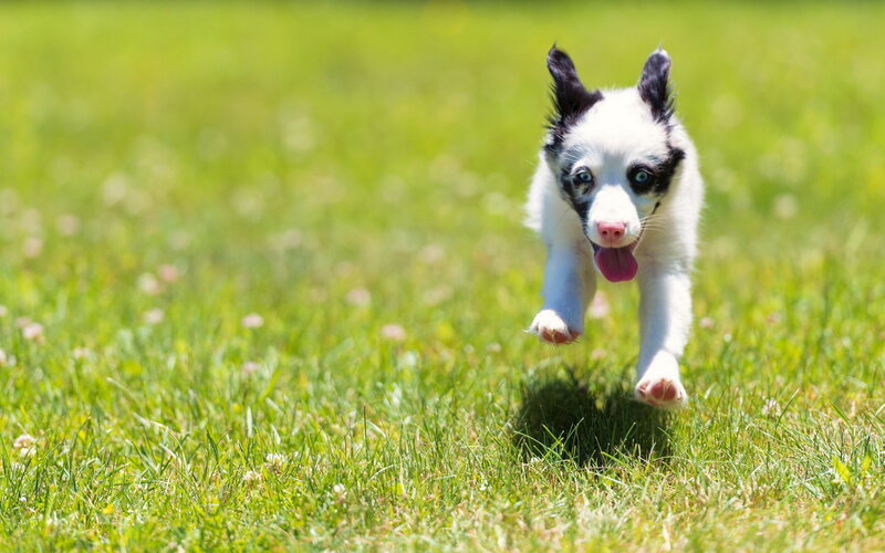 Black and White Puppy — Green, Playful