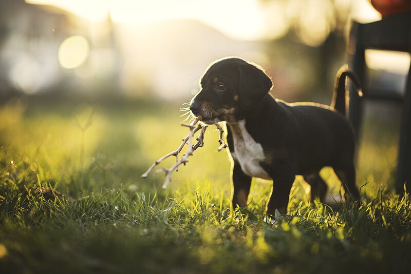 Black and White Puppy — Green, Serene