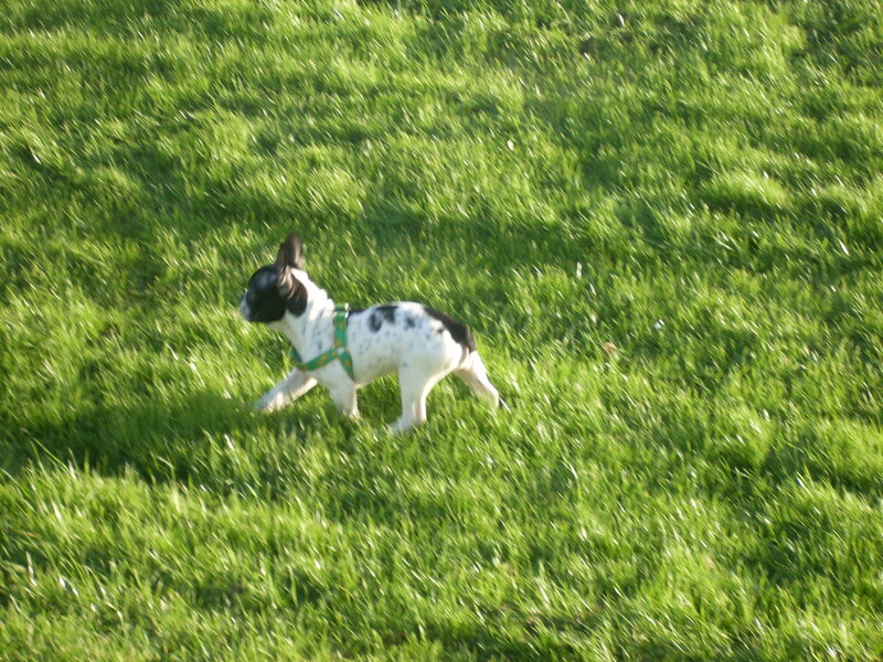 Black and White Puppy — Green