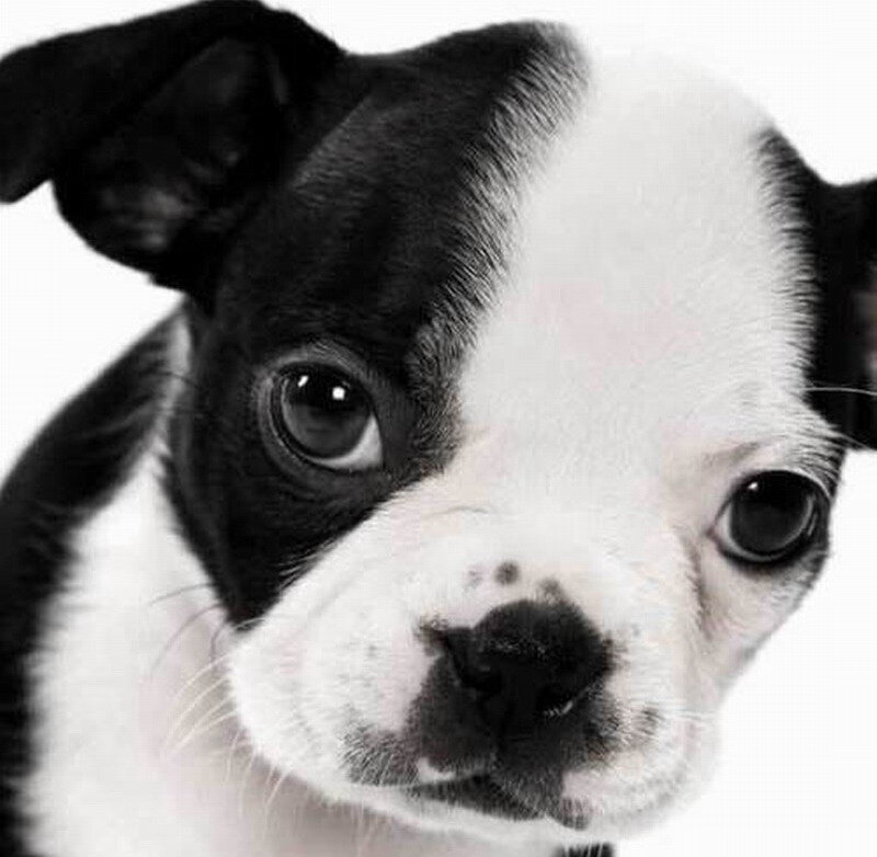 Black and White Puppy — Innocent, Photograph