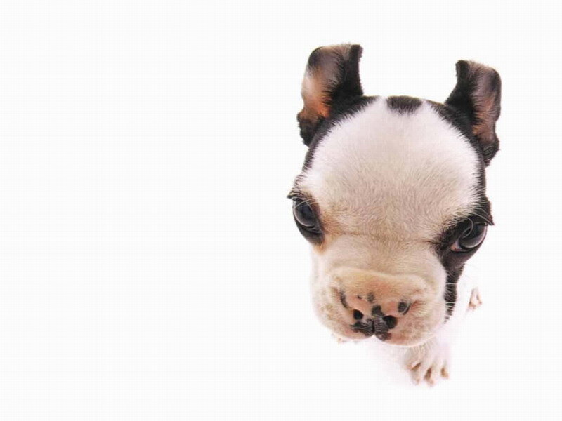Black and White Puppy — Innocent