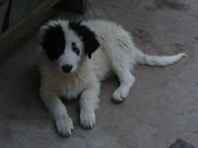 black and white puppy lying down