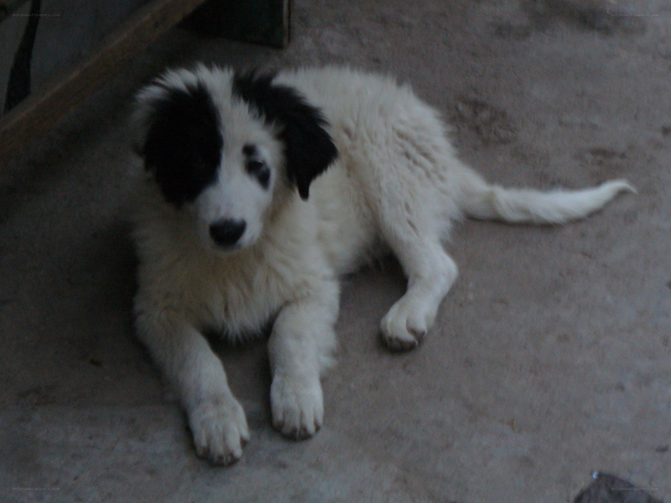 black and white puppy lying down