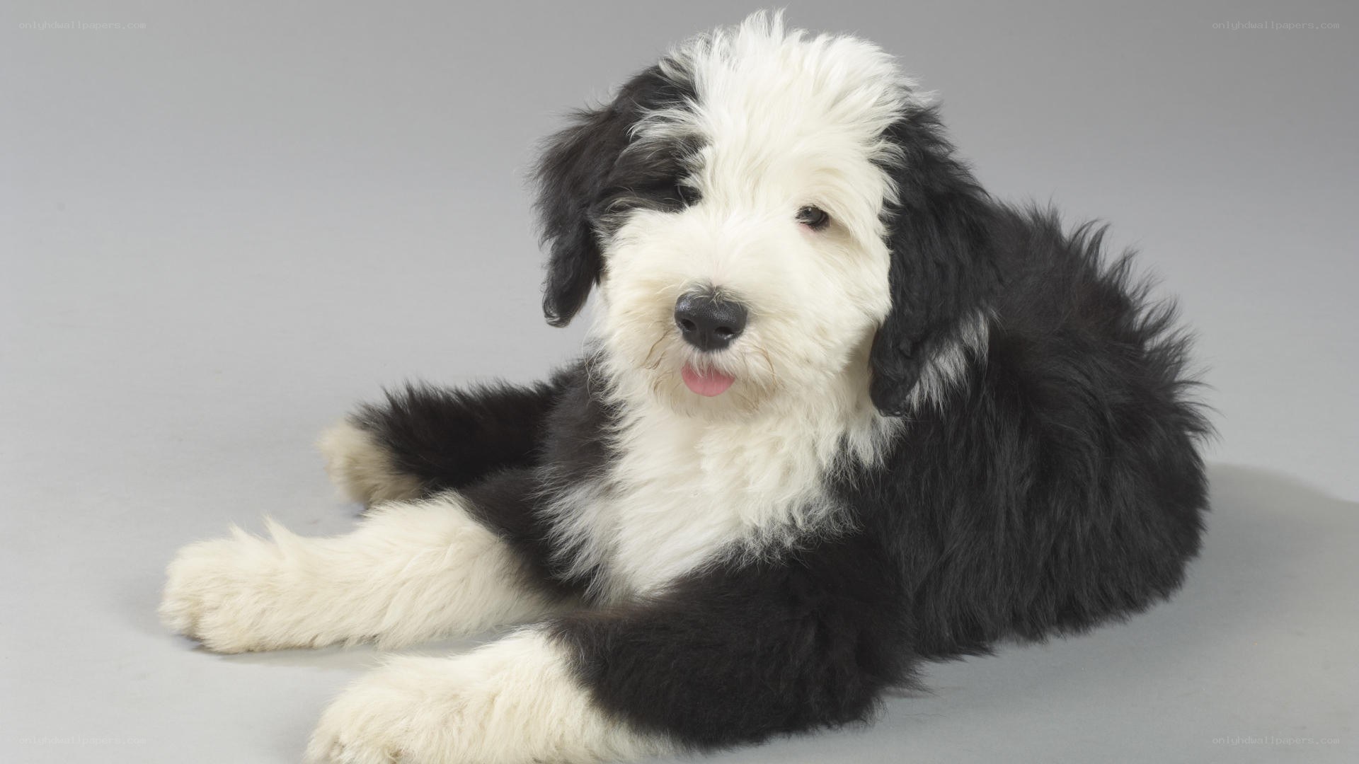 black and white puppy lying down