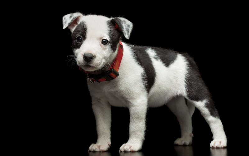 Black and White Puppy — Neutral, Photograph, Collar