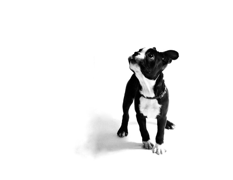 Black and White Puppy — Neutral, Photograph