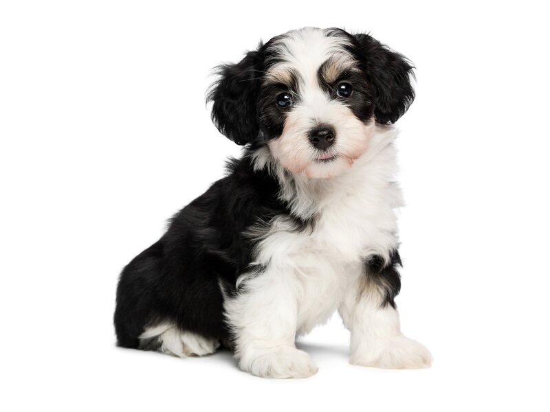 Black and White Puppy — Neutral, Photograph, White Background