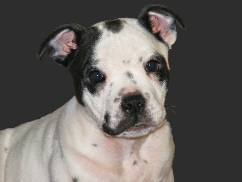 Black and White Puppy — Neutral