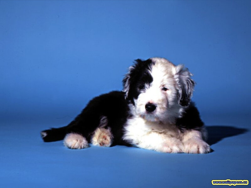 black and white puppy on blue