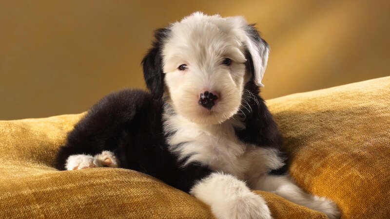black and white puppy on cushion