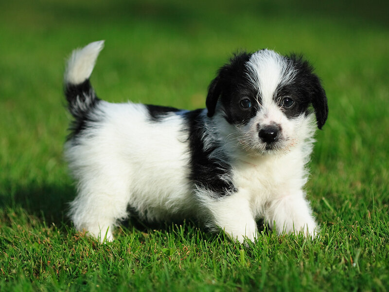 black and white puppy on grass