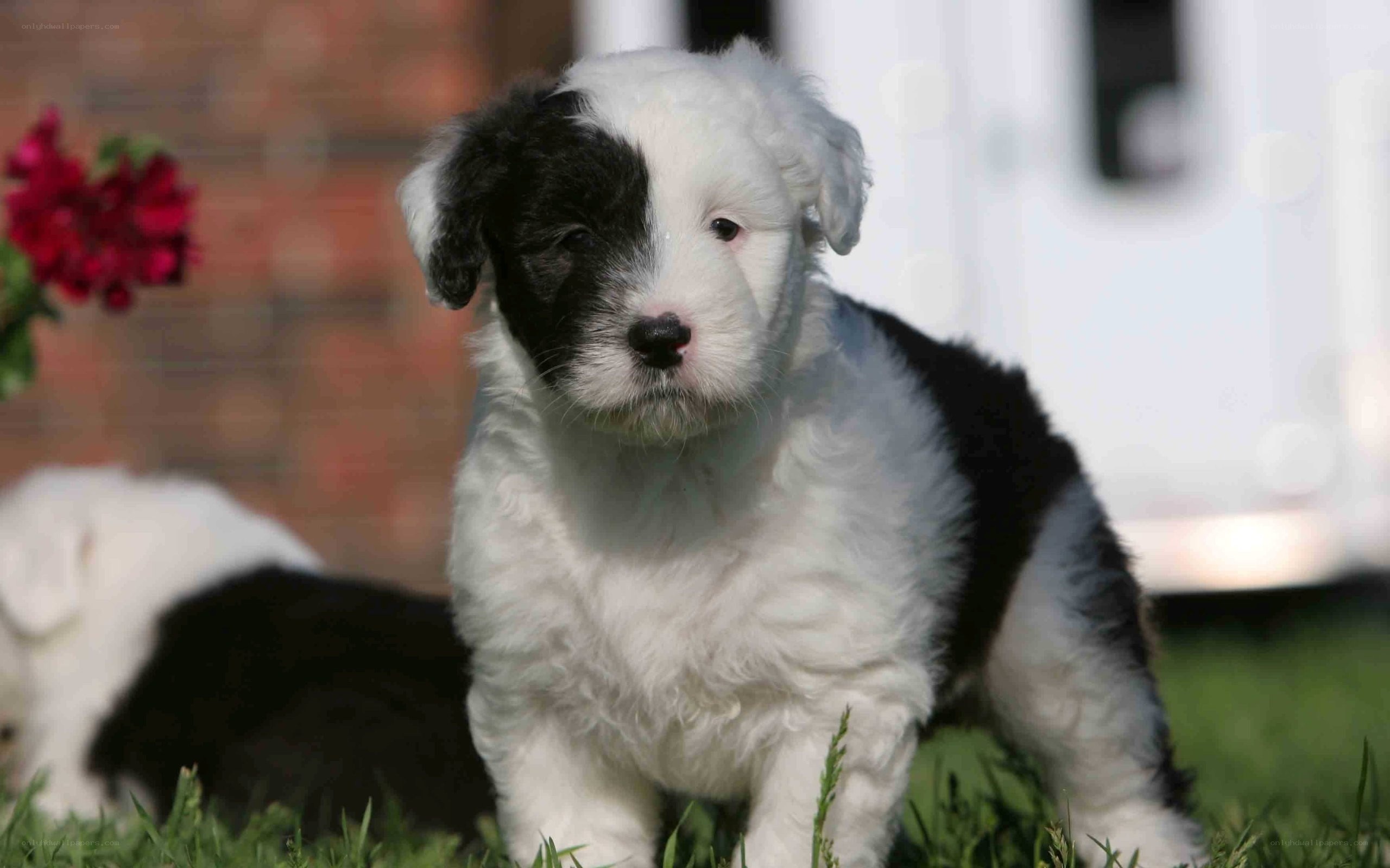 black and white puppy on grass