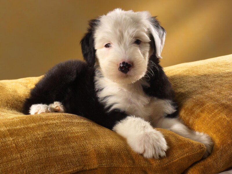 black and white puppy on pillow