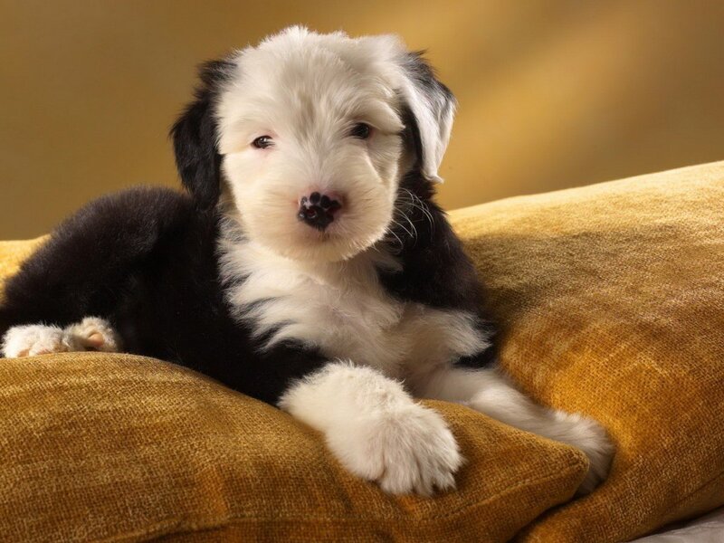 black and white puppy on pillow