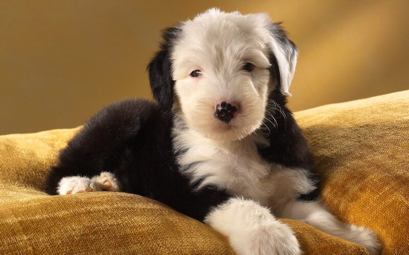 black and white puppy on pillow