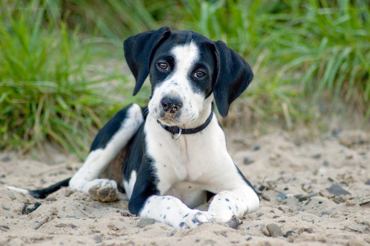 black and white puppy on sand