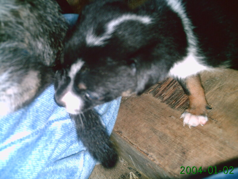 black and white puppy on wood