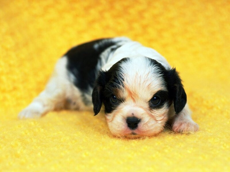 black and white puppy on yellow