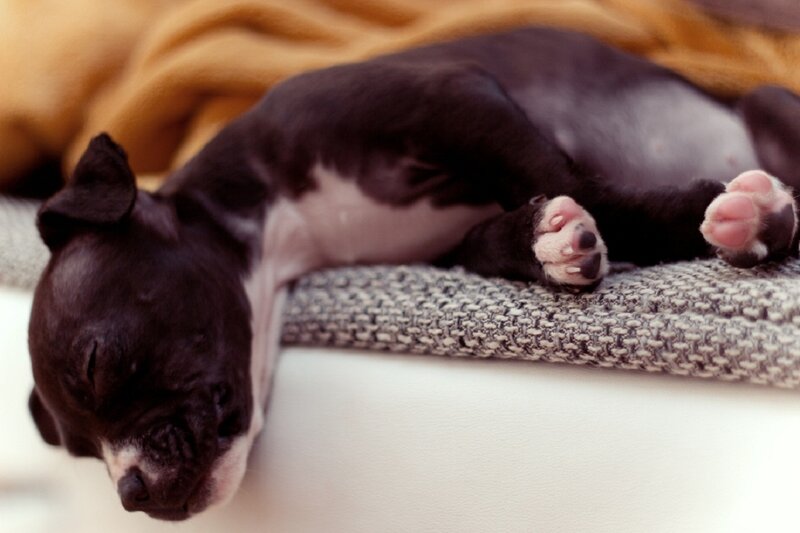 Black and White Puppy — Peaceful, Photograph