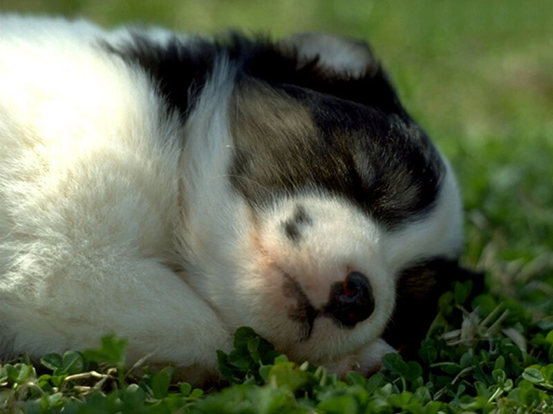 Black and White Puppy — Peaceful