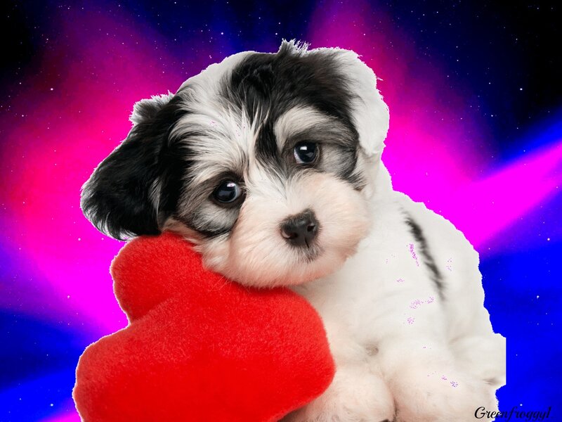 Black-and-white Puppy — Pink